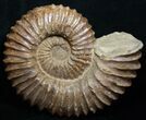 Huge ( Wide) Mantelliceras Ammonite #8756-1